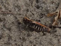 Knopsprietje [Myrmeleotettix maculatus]